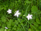 https://image.noelshack.com/fichiers/2014/30/1406035147-flowers-hd.jpg