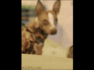 https://image.noelshack.com/fichiers/2014/30/1406065052-dancing-dog-gif-funny-lol-humor.gif