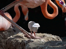 https://image.noelshack.com/fichiers/2014/30/1406207815-tumblr-n83ogsn7zj1ra6mo9o1-250.gif
