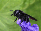 https://image.noelshack.com/fichiers/2014/30/1406218038-abeille-charpentiere-2.jpg