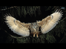 https://image.noelshack.com/fichiers/2014/30/1406245068-animal-wallpapers-owl-flying-wallpaper-wallpaper-37197.jpg