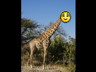 https://www.noelshack.com/2014-30-1406357648-giraffa-camelopardalis-angolensis.jpg