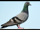 https://image.noelshack.com/fichiers/2014/31/1406547768-pigeon.jpg