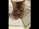 https://image.noelshack.com/fichiers/2014/31/1406746638-chat.jpg