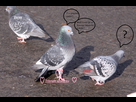 https://image.noelshack.com/fichiers/2014/31/1406899225-pigeon-1235745756-24.jpg