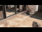 https://image.noelshack.com/fichiers/2014/31/1407082890-0nvq3cz.gif