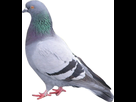 https://image.noelshack.com/fichiers/2014/32/1407313144-pigeon-02.jpg