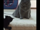 https://image.noelshack.com/fichiers/2014/33/1407771249-kitten-cat-stairs.gif