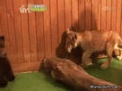 https://image.noelshack.com/fichiers/2014/33/1407771835-bear-gifs-bear-and-cub.gif