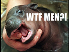 https://image.noelshack.com/fichiers/2014/36/1409772439-bebe-hippopotame.jpg