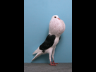 https://image.noelshack.com/fichiers/2014/37/1410555951-pigeon-concours-beaute-champion-oiseau-17.jpg