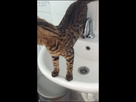 https://image.noelshack.com/fichiers/2014/38/1411217757-cat-sink-slips-falls.gif