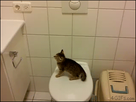https://image.noelshack.com/fichiers/2014/38/1411217964-kitten-toilet-jump-fail.gif
