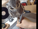 https://image.noelshack.com/fichiers/2014/39/1411507671-http-3a-2f-2f38-media-tumblr-com-2f2c7f9fa9f8bbd0b55bb9d9986ee20b57-2ftumblr-n74m1zqqkw1s5sgjao1-400.gif