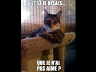 https://image.noelshack.com/fichiers/2014/39/1411653215-interesting-cat-j-aime-pas.jpg