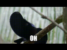 https://image.noelshack.com/fichiers/2014/41/1412953701-51808-bitch-im-fabulous-gif-bird-zqug.gif