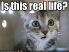 https://image.noelshack.com/fichiers/2014/41/1413059934-reallifecat-zps6b352bde.jpg