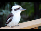 https://www.noelshack.com/2014-42-1413210370-kooka.png