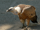 https://www.noelshack.com/2014-42-1413391030-vautour-fauve-gyps-fulvus.jpg