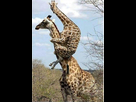 https://image.noelshack.com/fichiers/2014/42/1413646001-girafes.jpg