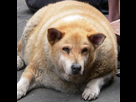https://image.noelshack.com/fichiers/2014/42/1413664197-forumeurenchien-1396874224-b.jpg