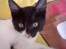 https://image.noelshack.com/fichiers/2014/43/1414179854-lechat.jpg