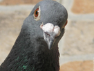 https://image.noelshack.com/fichiers/2014/44/1414511031-pigeon010.jpg