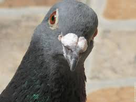 https://image.noelshack.com/fichiers/2014/44/1414699801-pigeon.jpg