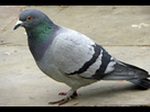 https://image.noelshack.com/fichiers/2014/44/1414770153-feral-pigeon.jpg