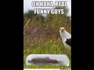 https://image.noelshack.com/fichiers/2014/44/1414799289-trolls-trolls-everywhere-o-869734.jpg