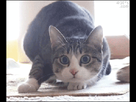 https://image.noelshack.com/fichiers/2014/44/1414863170-wlakufd1fsieufz03dih.gif