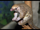 https://image.noelshack.com/fichiers/2014/45/1415099142-pangolin.jpg