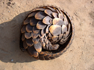 https://image.noelshack.com/fichiers/2014/45/1415099375-pangolin-mw.jpg