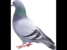 https://www.noelshack.com/2014-45-1415129277-pigeon.jpg