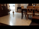 https://image.noelshack.com/fichiers/2014/45/1415130573-1407990950040.gif