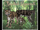 https://image.noelshack.com/fichiers/2014/45/1415473789-clouded-leopard-download-screen-by-grandechartreuse-d85og9z.jpg