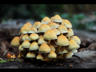 https://image.noelshack.com/fichiers/2014/46/1415703800-dsc-1033.jpg