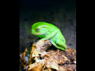 https://image.noelshack.com/fichiers/2014/46/1415823116-sad-frog.jpg