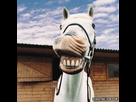 https://image.noelshack.com/fichiers/2014/46/1415894697-horse-dentistry-300x300.jpg