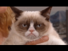 https://image.noelshack.com/fichiers/2014/46/1416118759-grumpy-cat.gif