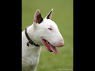 https://image.noelshack.com/fichiers/2014/47/1416287851-1416062050-bull-terrier-2.jpg