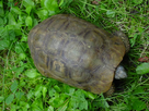 https://image.noelshack.com/fichiers/2014/47/1416770461-turtle.jpg