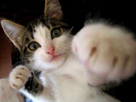 https://image.noelshack.com/fichiers/2014/48/1416910357-chat88.jpg