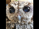 https://image.noelshack.com/fichiers/2014/48/1417176374-zeus-hibou-aveugle-etoiles-5.jpg