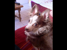 https://image.noelshack.com/fichiers/2014/48/1417264134-chien-2.jpg