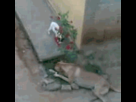 https://image.noelshack.com/fichiers/2014/49/1417642308-doggy.gif