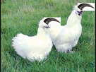 https://image.noelshack.com/fichiers/2014/49/1417729484-coq-reproducteur-poule-pondeuse-negre-soie-blanche-ornement-xxl.jpg