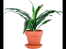 https://image.noelshack.com/fichiers/2014/50/1418136135-plante-en-pot2.png