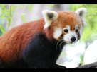 https://image.noelshack.com/fichiers/2014/50/1418231929-panda-roux-czooparcdebeauval1.jpg