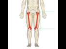 https://image.noelshack.com/fichiers/2014/51/1418652339-femur.jpg